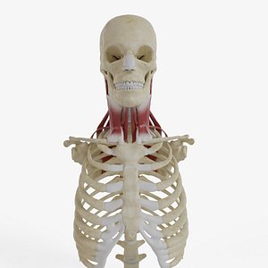 Male Anatomy