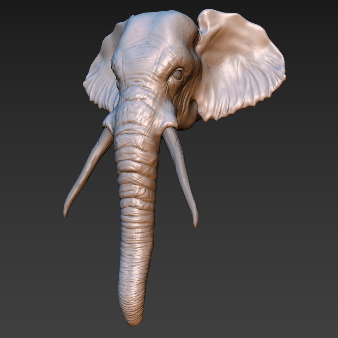 Elephant Head 3D Model - TurboSquid 1208574