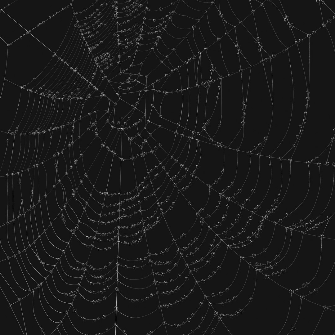 Spider Web 3d Model