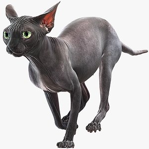 Sphynx Cat 4 Animated