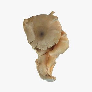3D Oyster Mushroom - Photo Scan model