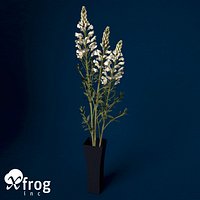 XfrogPlants Snapdragon