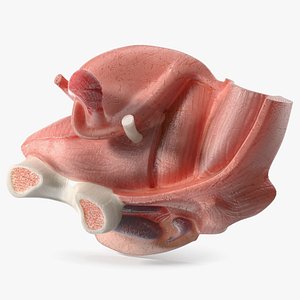 Gynecology Training Female Reproductive System Model