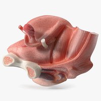 Gynecology Training Female Reproductive System Model