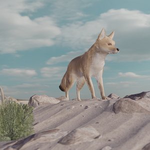 FOX andean
