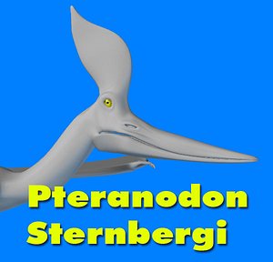 Pteranodon Sternbergi Dinosaur
