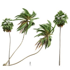 3D model Cocos Nucifera Windy and Borassus Flabellifer 4 trees