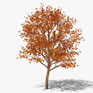 Stylized Cartoon Maple Tree with red leaves model