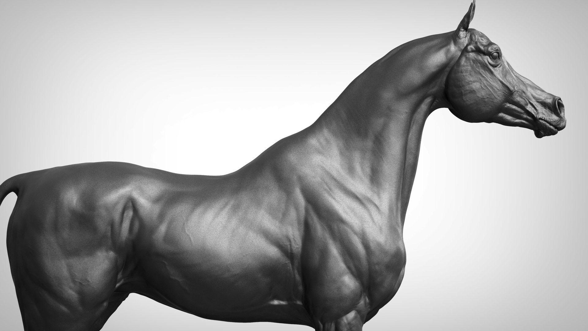 project arabian horse model https://p.turbosquid.com/ts-thumb/dI/epjbTc/74lbSB1O/qa23/jpg/1552431725/1920x1080/fit_q87/f5cc5adc06a154870260dd857668875f872e0d35/qa23.jpg