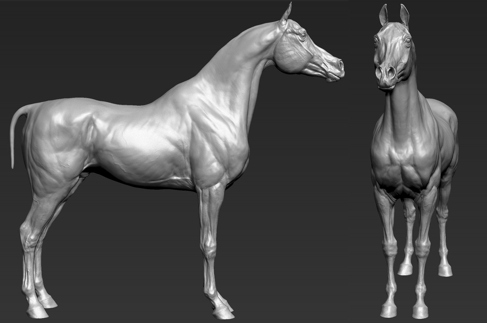 project arabian horse model https://p.turbosquid.com/ts-thumb/dI/epjbTc/pe42t6sh/arab4/jpg/1552280226/1920x1080/fit_q87/1541c05f37bba24489fe1460afec290a5a2800a1/arab4.jpg