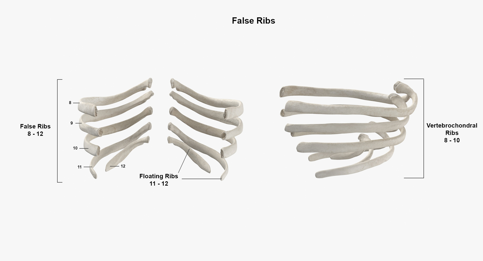 Modello 3D Collezione di costole umane e ossa della colonna vertebrale Bianco 24 modelli