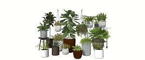 Decorative plants for the interior in white pots model