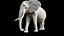 africa african elephant model