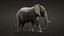 africa african elephant model