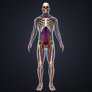 3D body skeleton arteries veins model