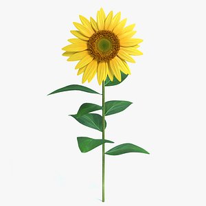 3d model sunflower sun flower