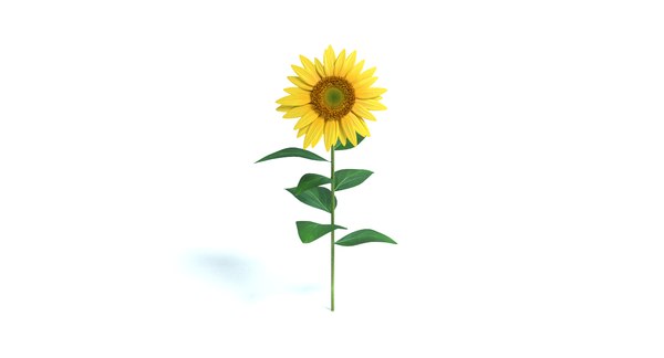 3d model sunflower sun flower