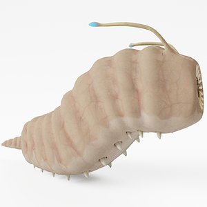 Worm Creature