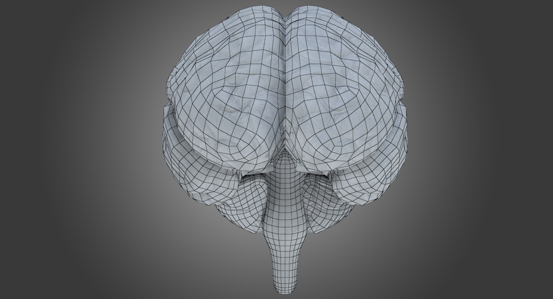 3d Human Brain