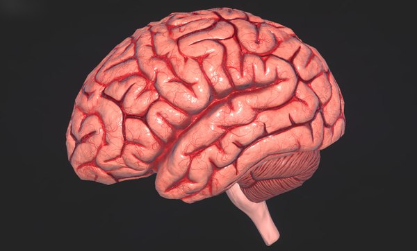 3d human brain