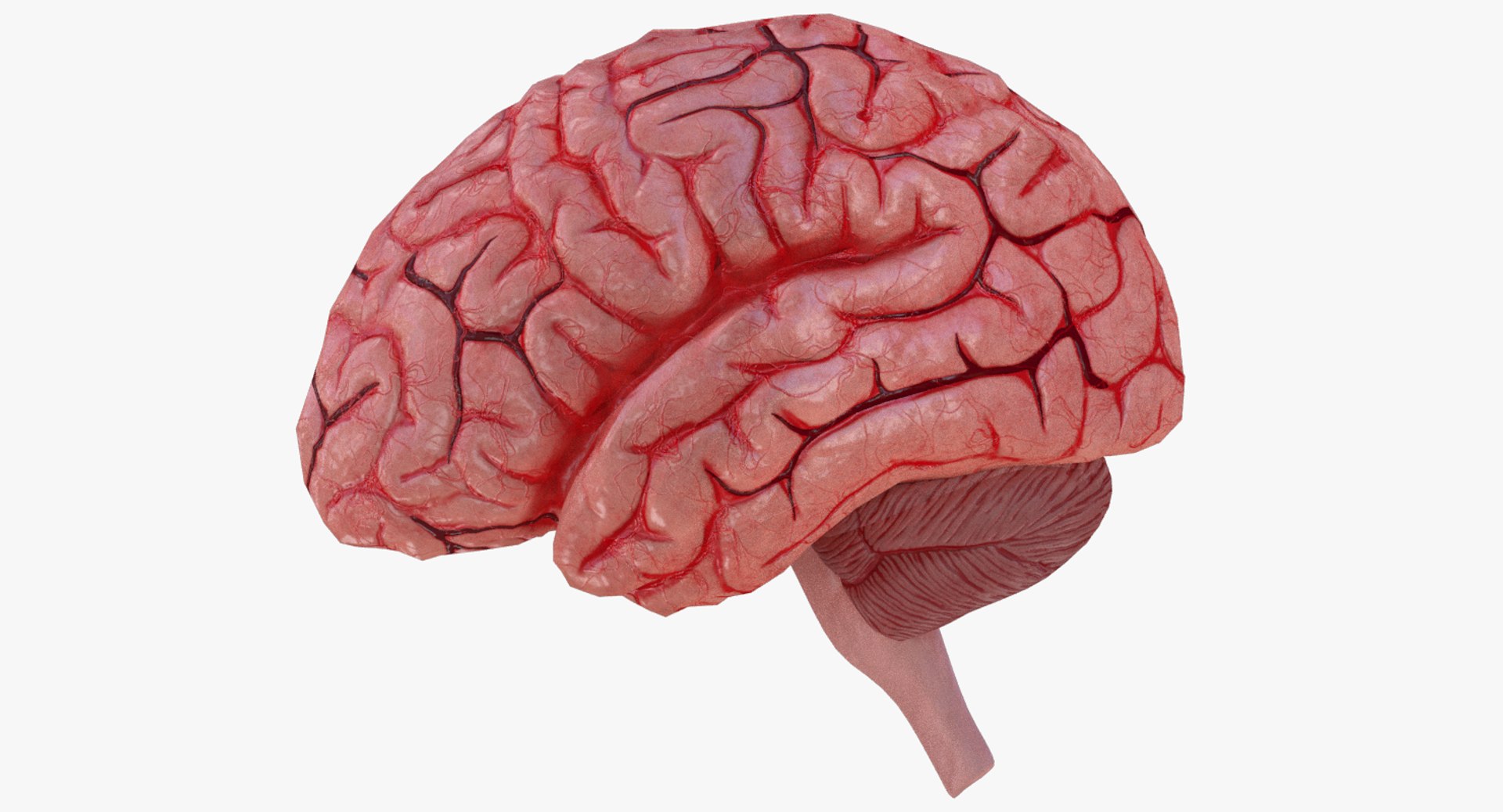 3d Human Brain