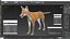 Vulpes Vulpes Basic Pose