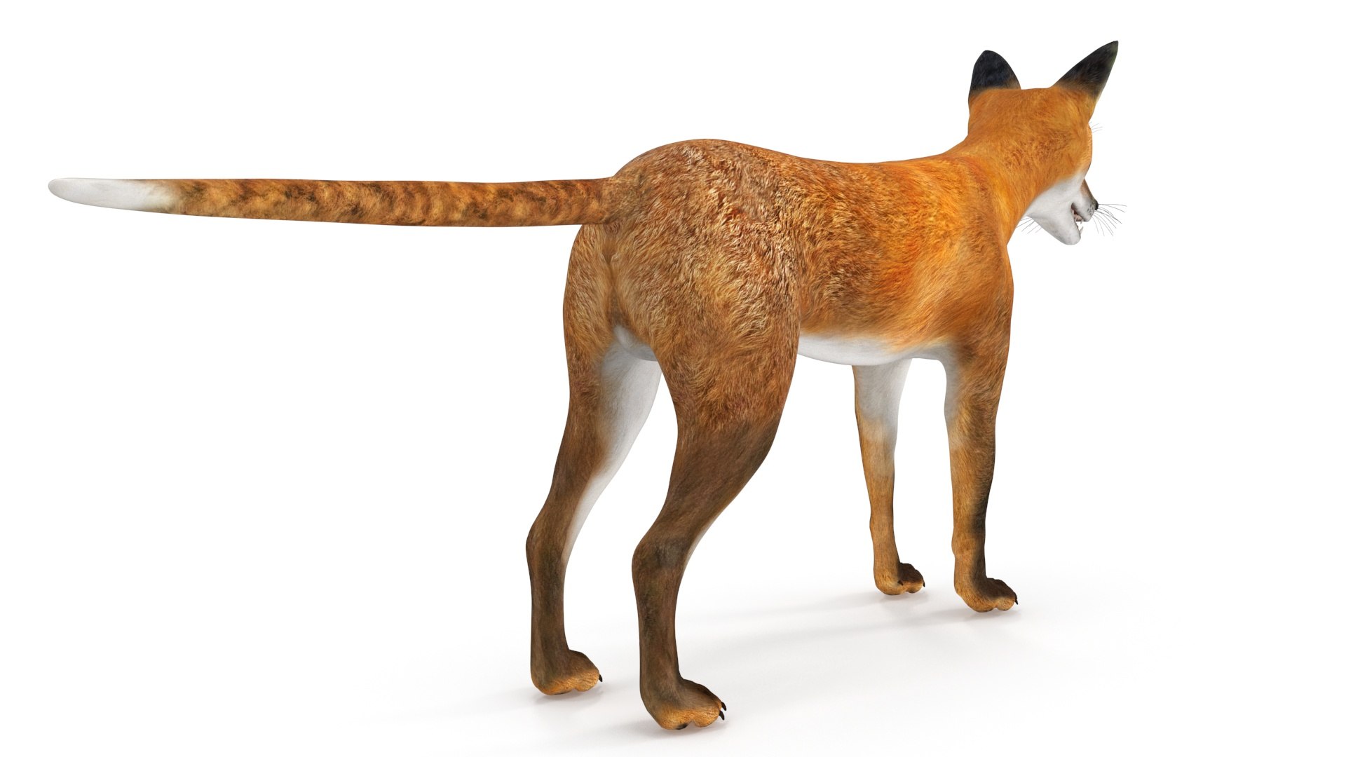 Vulpes Vulpes Basic Pose 3D https://p.turbosquid.com/ts-thumb/dJ/n0FPAT/7J/vulpesvulpesbasicposec4dmodel012/jpg/1706312434/1920x1080/fit_q87/bebdbd71f752f057c0eef4ca757dfddef17862e3/vulpesvulpesbasicposec4dmodel012.jpg