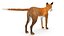 Vulpes Vulpes Basic Pose