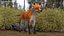 Vulpes Vulpes Basic Pose