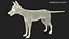 Vulpes Vulpes Basic Pose
