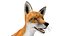 Vulpes Vulpes Basic Pose