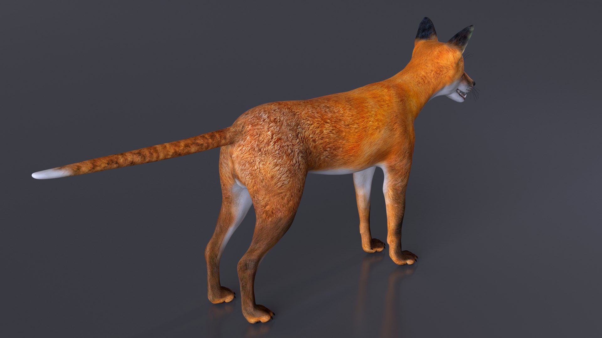 Vulpes Vulpes Basic Pose 3D https://p.turbosquid.com/ts-thumb/dJ/n0FPAT/e4/vulpesvulpesbasicposec4dmodel011/jpg/1706312430/1920x1080/fit_q87/a5bd98ad746500be728e5213a2a9c36480bb6262/vulpesvulpesbasicposec4dmodel011.jpg