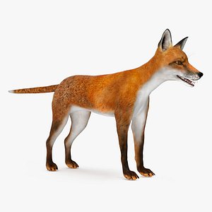 Vulpes Vulpes Basic Pose 3D