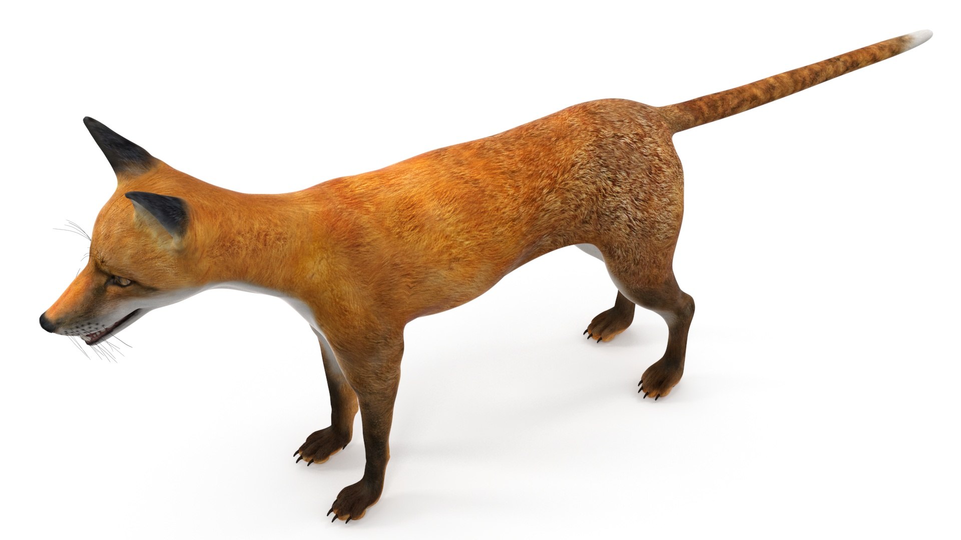 Vulpes Vulpes Basic Pose 3D https://p.turbosquid.com/ts-thumb/dJ/n0FPAT/yy/vulpesvulpesbasicposec4dmodel013/jpg/1706312438/1920x1080/fit_q87/ec9614fcb5082889cab4e6cde5318ffa960ba8be/vulpesvulpesbasicposec4dmodel013.jpg