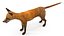 Vulpes Vulpes Basic Pose