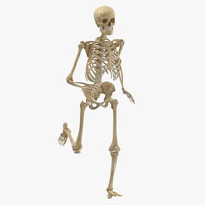 3D model human male female