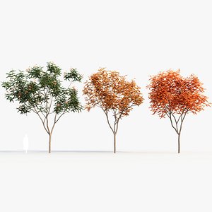 Koelreuteria paniculata c