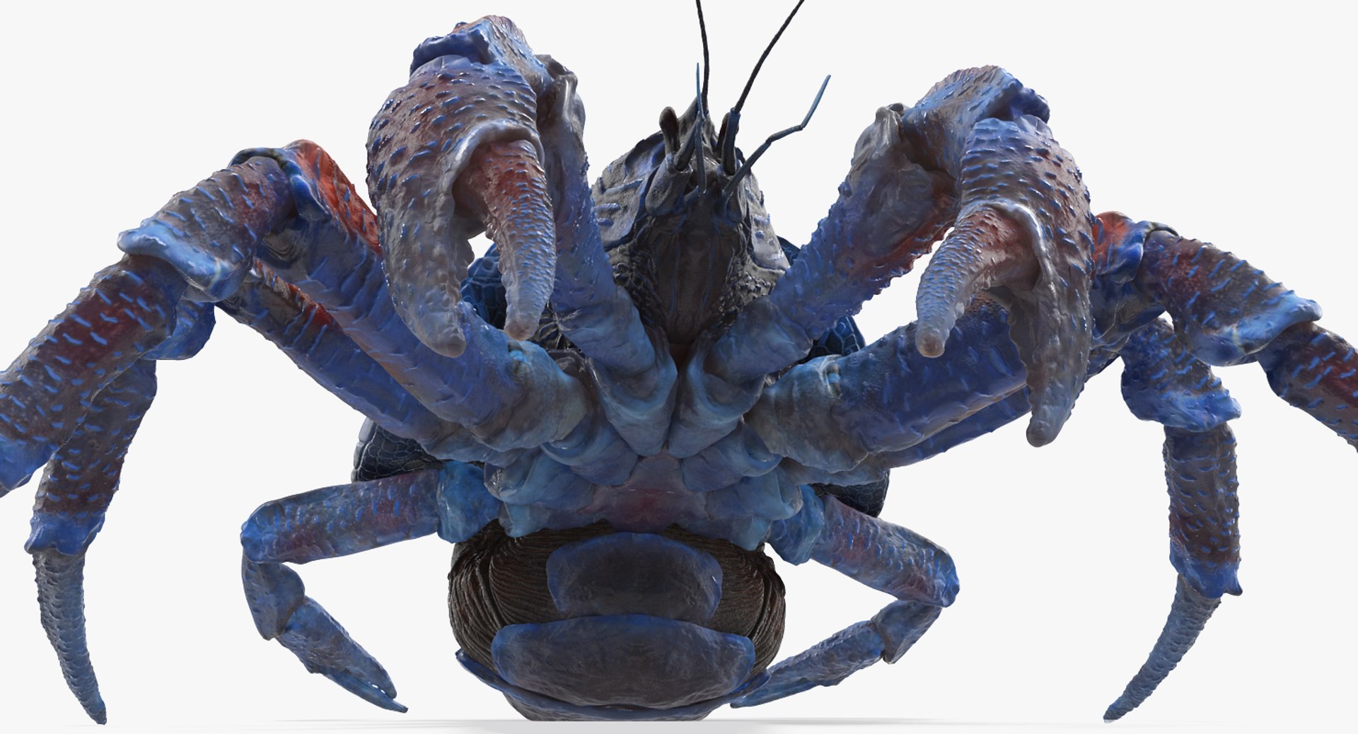 robber crab walking pose 3D https://p.turbosquid.com/ts-thumb/dK/1e2glj/3Z1i3f9y/robbercrabwalkingpose3dmodel003/jpg/1494583518/1920x1080/fit_q87/6d03d4790423b229f873d3658df1d00a313f0f87/robbercrabwalkingpose3dmodel003.jpg