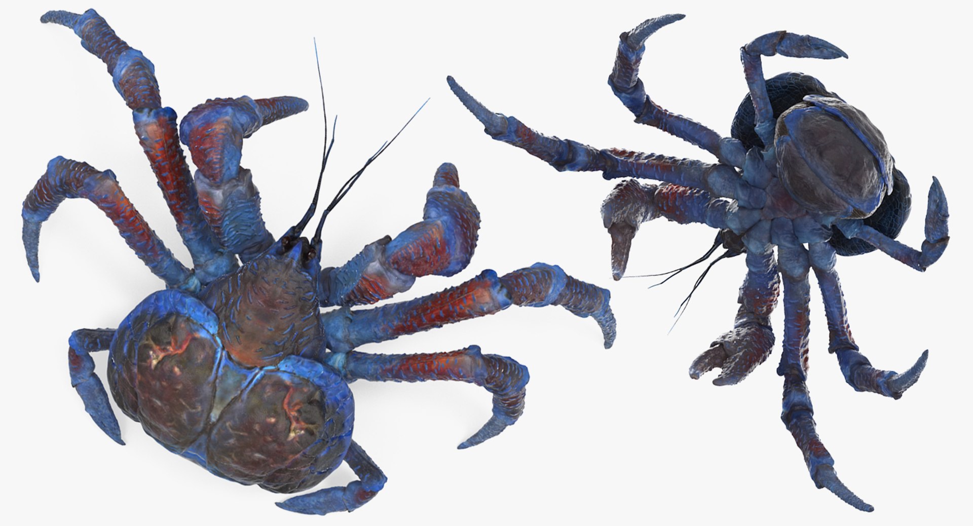 robber crab walking pose 3D https://p.turbosquid.com/ts-thumb/dK/1e2glj/7By3H6ei/robbercrabwalkingpose3dmodel010/jpg/1494583518/1920x1080/fit_q87/148216111546e38869acbe38cf70667efd82ab11/robbercrabwalkingpose3dmodel010.jpg
