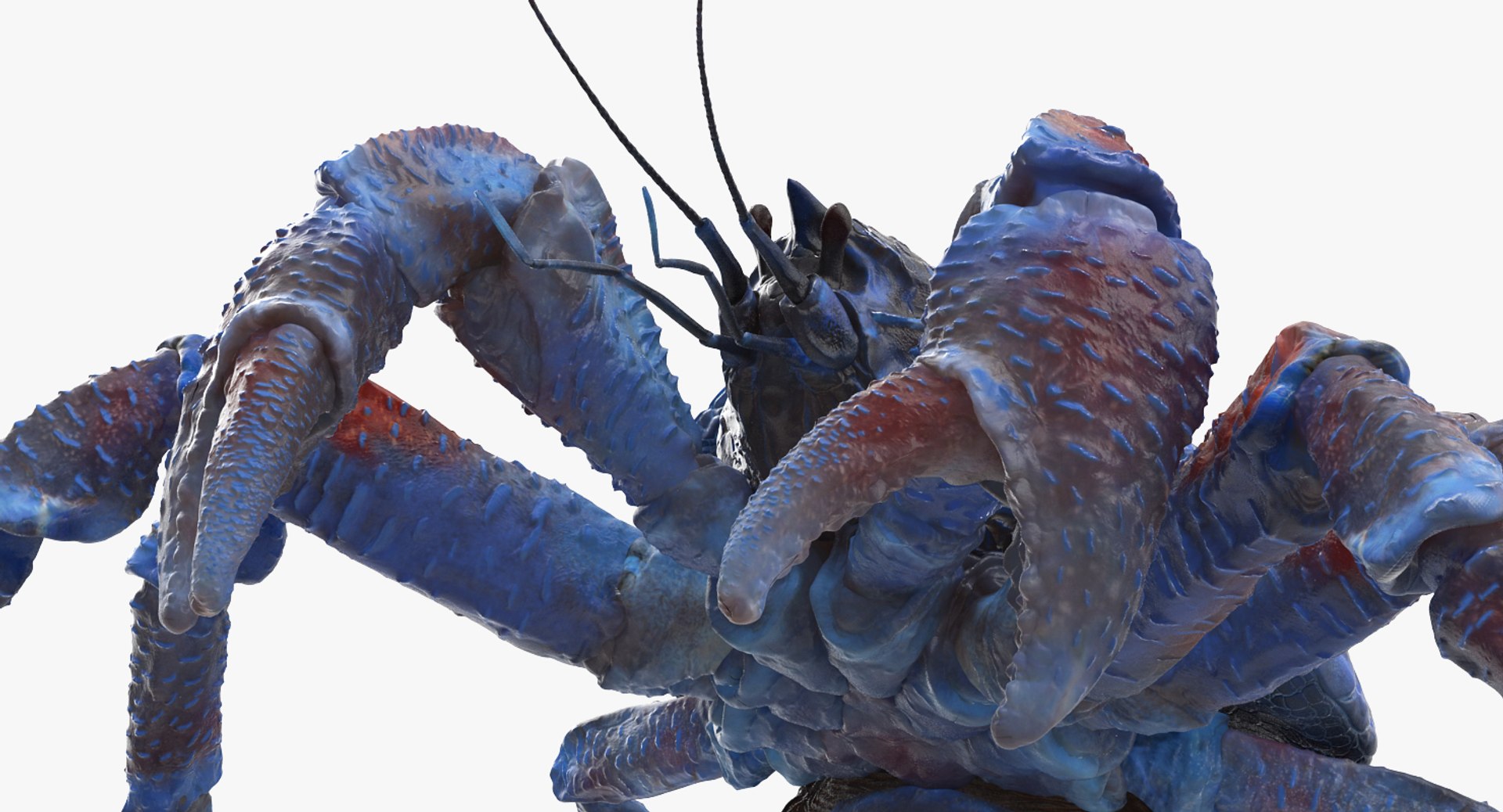robber crab walking pose 3D https://p.turbosquid.com/ts-thumb/dK/1e2glj/KVWFT73g/robbercrabwalkingpose3dmodel008/jpg/1494583518/1920x1080/fit_q87/5659993b35fe6a659356ce37563193d827396c3e/robbercrabwalkingpose3dmodel008.jpg