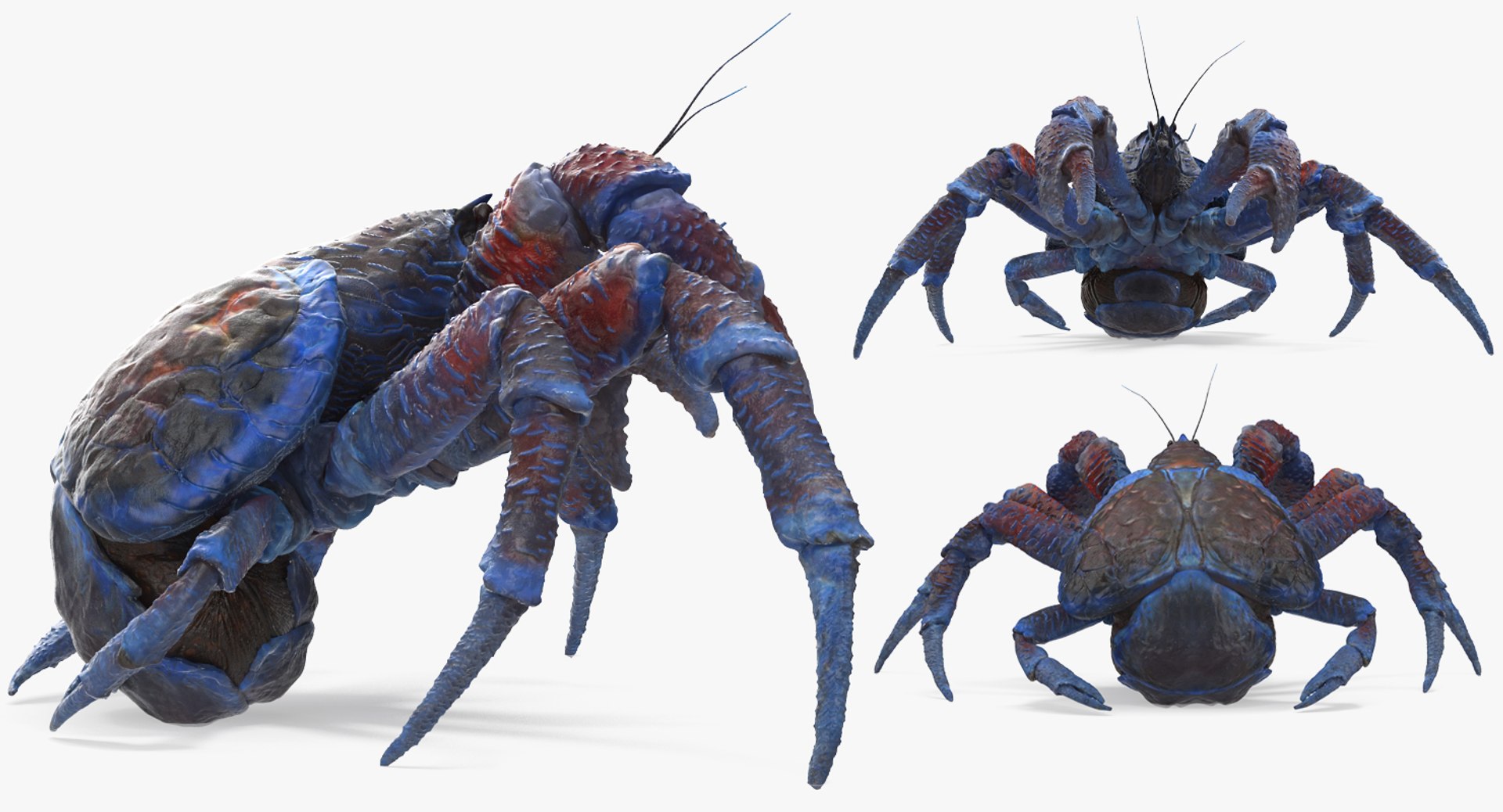 robber crab walking pose 3D https://p.turbosquid.com/ts-thumb/dK/1e2glj/QELctsdU/robbercrabwalkingpose3dmodel002/jpg/1494583518/1920x1080/fit_q87/06b9c4a445143ab6aaa6e31d6e9f89ff4de37034/robbercrabwalkingpose3dmodel002.jpg