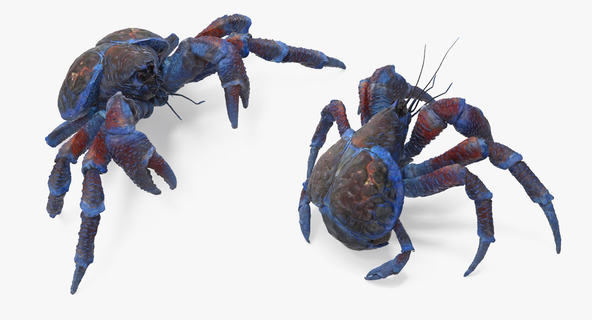 robber crab walking pose 3D https://p.turbosquid.com/ts-thumb/dK/1e2glj/Ww0a2y99/robbercrabwalkingpose3dmodel007/jpg/1494583518/1920x1080/fit_q87/89ea67ff8fae83cb64a005f8cab6c2d9b9038d56/robbercrabwalkingpose3dmodel007.jpg