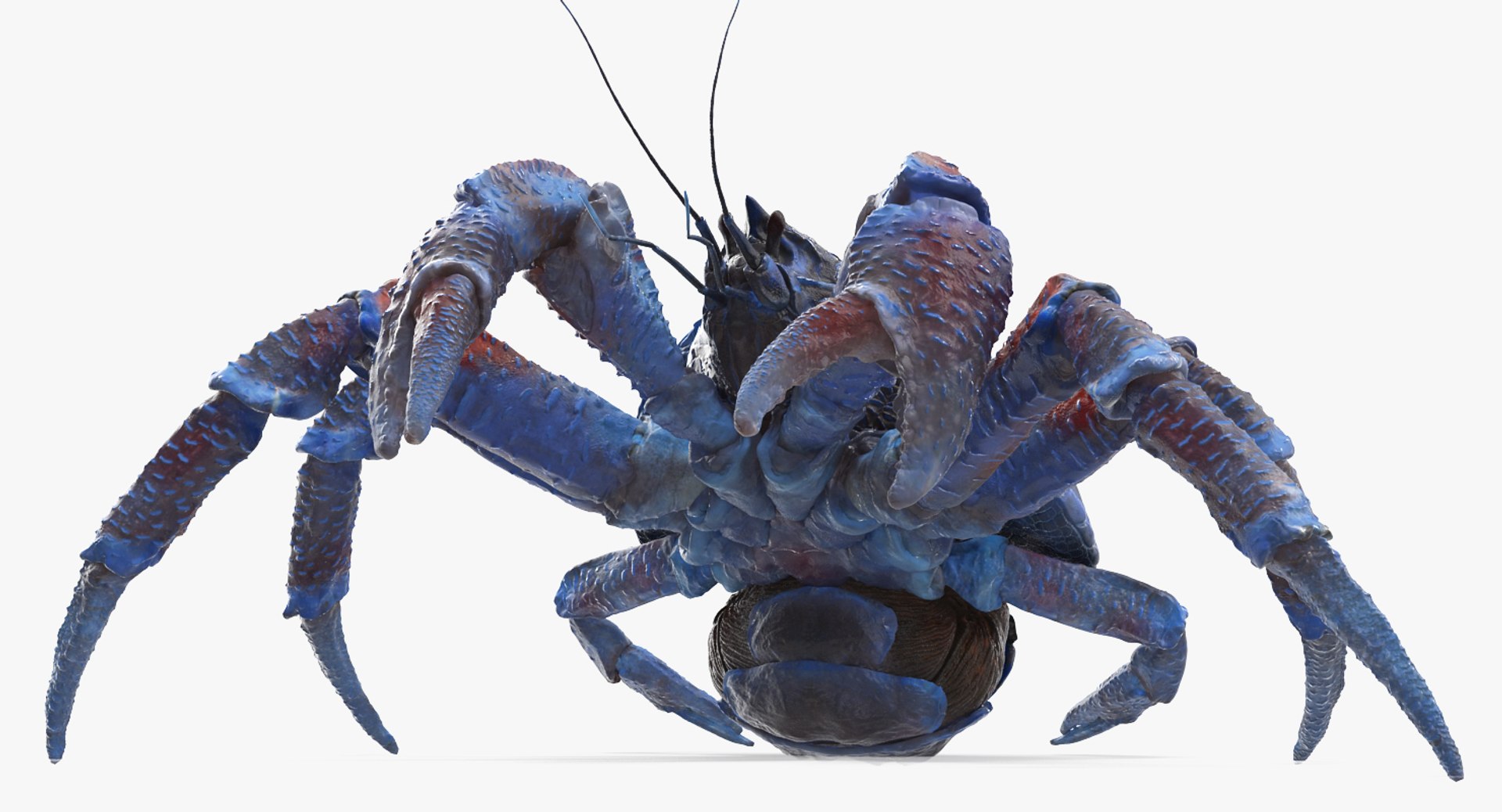 robber crab walking pose 3D https://p.turbosquid.com/ts-thumb/dK/1e2glj/qUG0VZZM/robbercrabwalkingpose3dmodel006/jpg/1494583518/1920x1080/fit_q87/91708a6c408c9330f11f0174d662812183ebf9f0/robbercrabwalkingpose3dmodel006.jpg