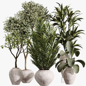 3D AV Indoor Plants Set 432 Calathea Dragon Palm Ficus Olive