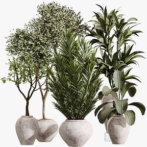 AV Indoor Plants Set 432 Calathea Dragon Palm Ficus Olive