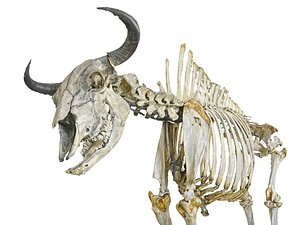 Wisent Skeleton HD