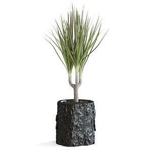 Dracena Plant 3D model