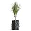 Usine de Dracena