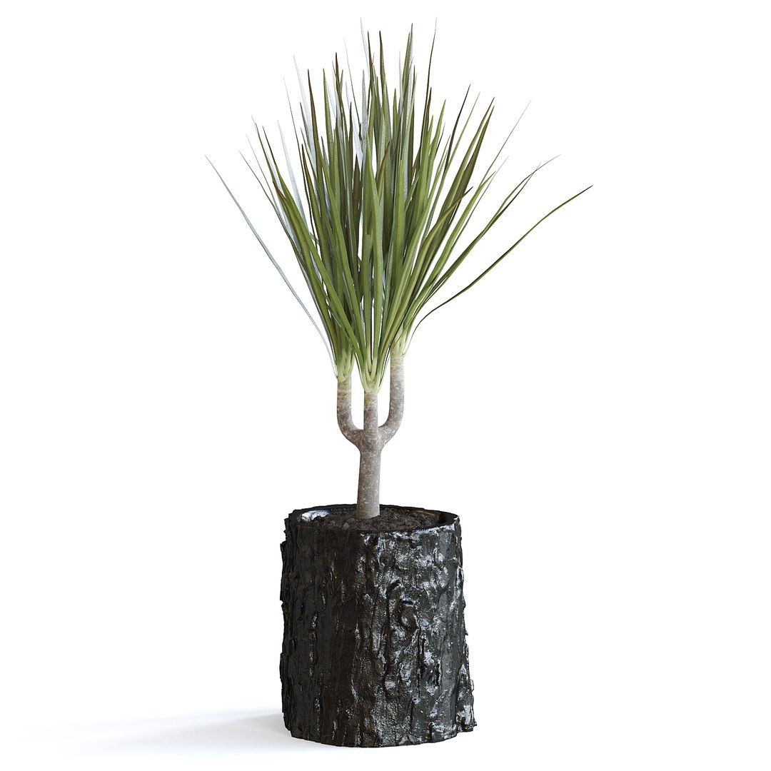 Dracena Plant 3D model https://p.turbosquid.com/ts-thumb/dK/4iUqL2/My/147ccopy/jpg/1644953175/1920x1080/fit_q87/8d9e700a83bb9062481825875ffbb55272e58463/147ccopy.jpg