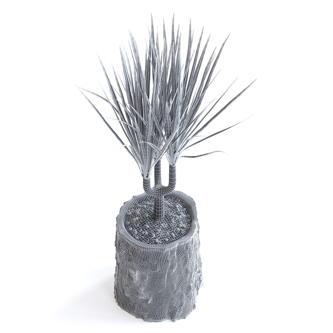 Dracena Plant 3D model https://p.turbosquid.com/ts-thumb/dK/4iUqL2/ev/147dgridcopy/jpg/1644953177/1920x1080/fit_q87/9125b25a8f3d182ba036040df30371e3b138d712/147dgridcopy.jpg